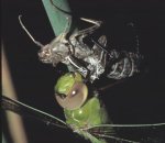 Anax Junius emerging
