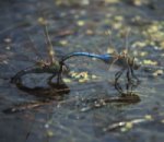 Anax Janius mating